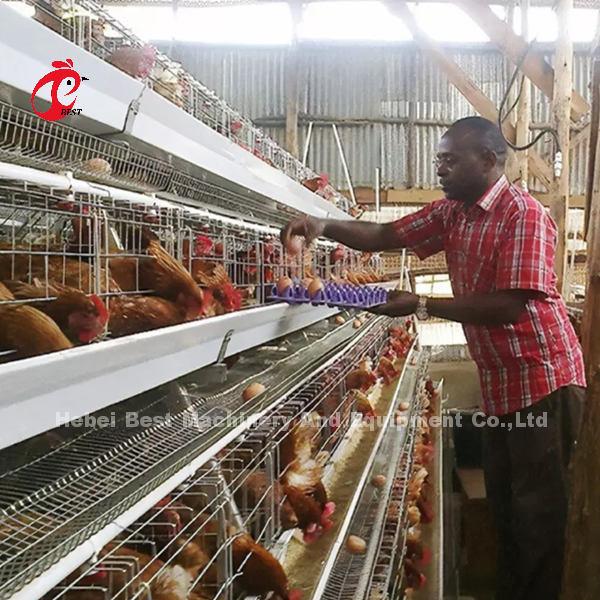 Fully Automatic 4 Tier Battery Cage System 160 Capacity For Chicken Poultry Farm