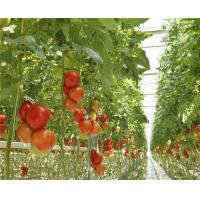 Buy cheap Exhibition Venlo Greenhouse Structure , Polycarbonate Sheet Greenhouse High Output product