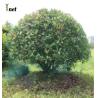 Buy cheap Customized Plant Protection Netting Green Crop Protection Netting Agricultural from wholesalers