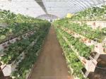 Condition PVC-U Water Pipe for Strawberry Gutter Farming in Hydroponic System
