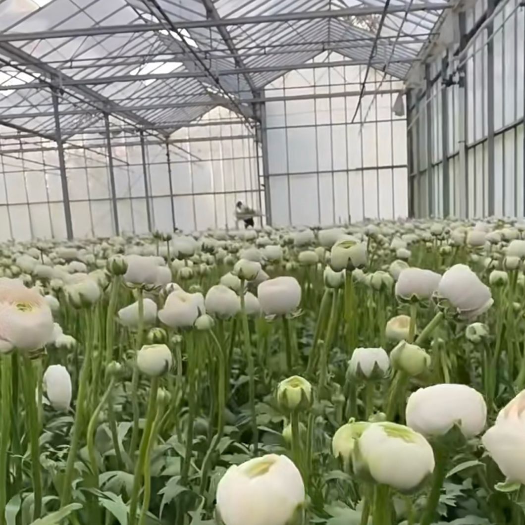 Float Single Layer Hollow Glass Greenhouse Hydroponics Growing