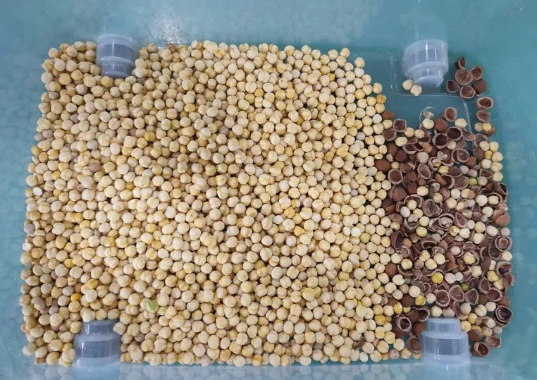 Macadamia Nuts Grading Sorting Machine 32 Channels