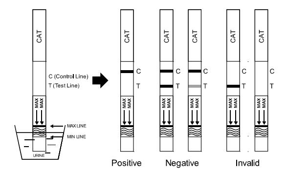 150ng/Ml 95.8% High Accurate CAT Urine Test Drug Abuse Test Kit