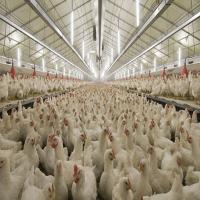Buy cheap Durable Large Span Steel Structure Chicken House Light Steel Frame Construction product