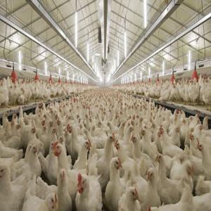 Wholesale Durable Large Span Steel Structure Chicken House Light Steel Frame Construction from china suppliers