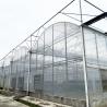 Buy cheap Steel Tructure UV Resistant Film Poly Tunnel Multi-span Vegetable Greenhouse for Tomatoes from wholesalers