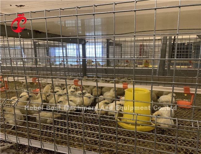 3.5mm 3 Tiers 4 Tiers Poultry Battery Cage System 20 Years Lifespan In Nigeria Ada