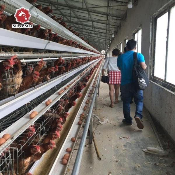 3 Tiers 96 Birds Layer Poultry Farm Battery Chicken Cage A Type With Automatic