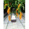 Buy cheap PE Plastic Film Hydroponic Multi Span Greenhouse For Vegetable Growing from wholesalers