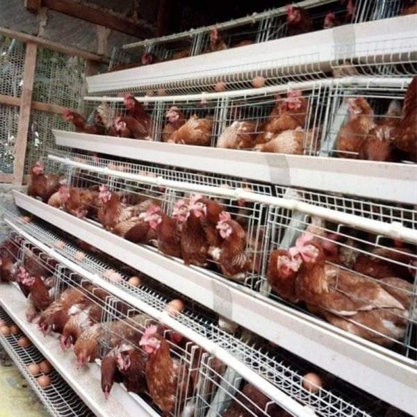 Buy cheap 90/96/120/128/160 Birds Laying Poultry Chicken Cage System Farming A Type 3/4 Tiers Battery Layer Cage from wholesalers