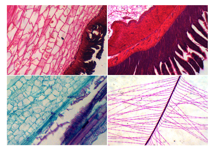 A11.1323 WF10x Biological Microscope With Single Lens N.A.0.65 Condenser