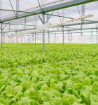 B1-9 48V DC 405nm 6''x36'' 60W Led Plant Grow Light
