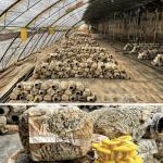 US 20/Square Meter Hydroponics Sunlight Greenhouse for Vegetable Strawberry