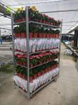 Plant Dutch Flower Trolley CC Plywood Garden Tool Cart 400KG Load Capacity
