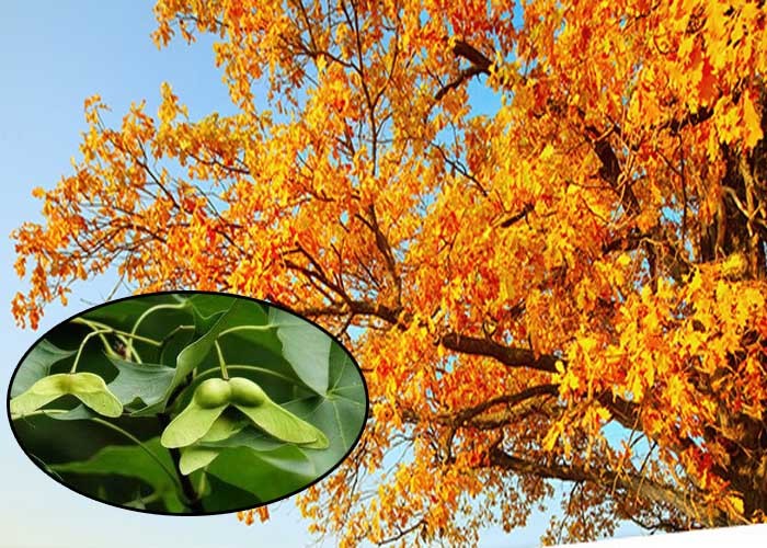Nerve Acid Cold Pressed Organic Maple Seed Extract Oil