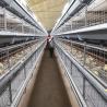 Buy cheap H Type Frame 4 Tiers Meat Chicken Broiler Cage 136 Birds from wholesalers
