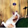 Buy cheap Dog Playing Tennis Ball from wholesalers
