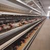 Buy cheap 192/240Birds/Set Q235 Battery Chicken Egg Layer Cages For Large Scale Farm from wholesalers
