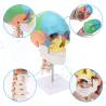 Buy cheap Parietal Mandible Anatomical Skeleton Model Human Skull Model Medical Demonstration from wholesalers