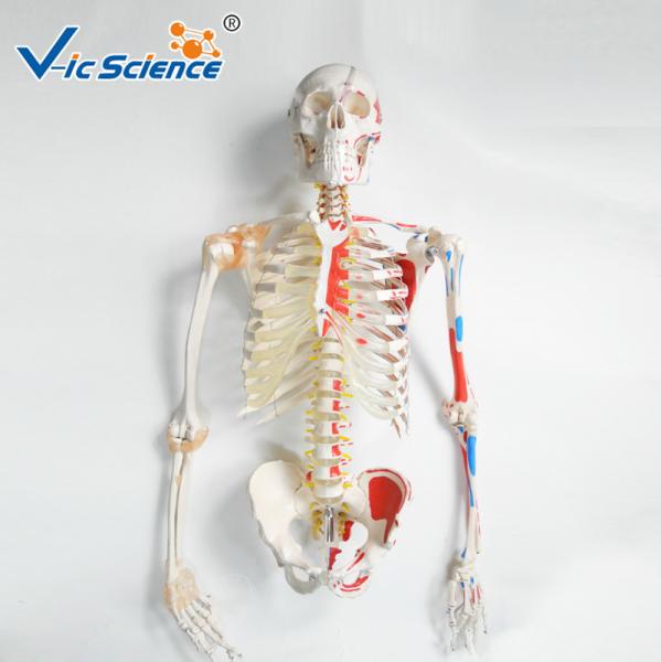Buy cheap 180cm Tall Life Size Anatomical Skeleton For Medical Students With Muscles And Ligaments from wholesalers