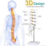 Sacrum Coccyx Nerves Life Size Skeleton Model human skeleton 3D School Teaching