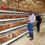 Most Popular A type Chicken Layer Battery Cage For Sale In Uganda 20000 birds