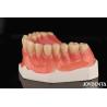 Buy cheap Acrylic Teeth Finish Lightweight Resin Material Dental Restorations Tooth Arrangement from wholesalers