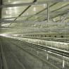 Buy cheap Low Disease Baby Chick Cage 195 * 50 * 35CM Size 20 Years Life Span Free Design from wholesalers