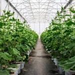 Single-Arch Greenhouse for Flower Farming Boost Your Flower Production