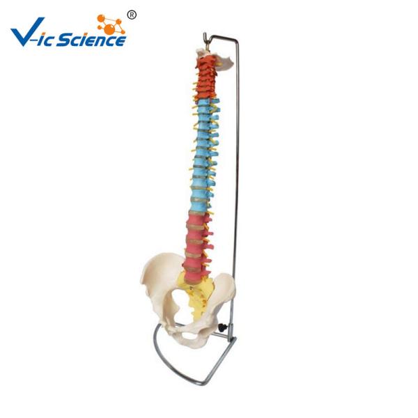 Buy cheap Didactic Vertebral Column With Pelvis 9kgs Anatomical Skeleton Model from wholesalers