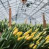 Buy cheap Single-Arch Greenhouse for Flower Farming Boost Your Flower Production from wholesalers