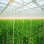Open Ground Integrated PV Panel Mounting Systems Thin Film Solar Garden