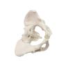 Buy cheap Eco-friendly PVC 1:1 Life Size Medical Education Artistic Creation Design Ergonomics Physical Education Female Pelvic Model from wholesalers
