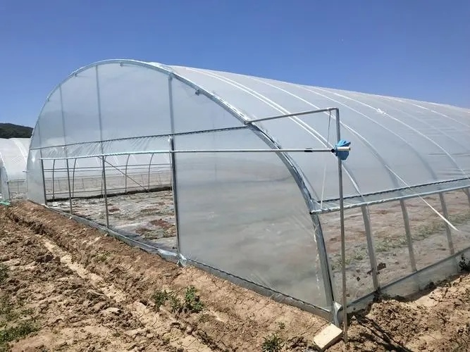 Single Span Tunnel Film Greenhouse