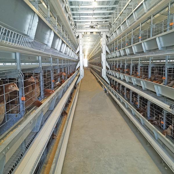 Buy cheap 0.75kw Auto Feeding Layer Chicken Cage 54-384 Birds For Husbandry from wholesalers