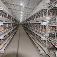 Buy cheap 380V 3 Phase A Type Layer Cages , U Shape Steel Chicken Feeding Equipment product
