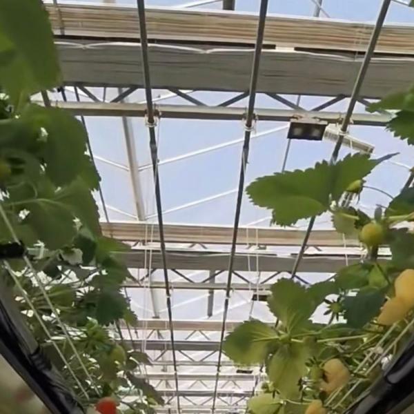 Buy cheap Glass Greenhouse Hydroponic Vegetable Setup Shipping Cost and Estimated Delivery Time from wholesalers