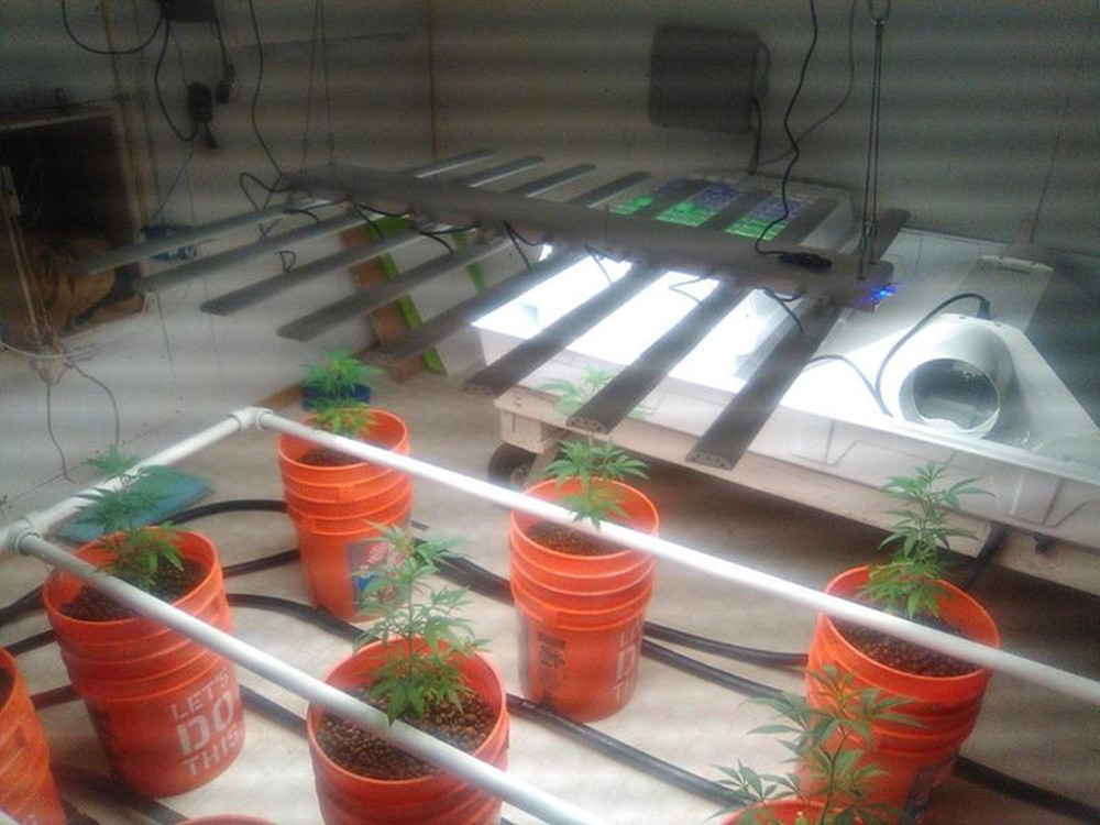 Wireless Dimmable LED Grow Lights Full Spectrum 160W 1.8μMol/J Low Voltage