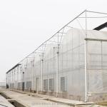 Galvanized Steel Frame Single Layer Film Greenhouse For Large Scale Commercial