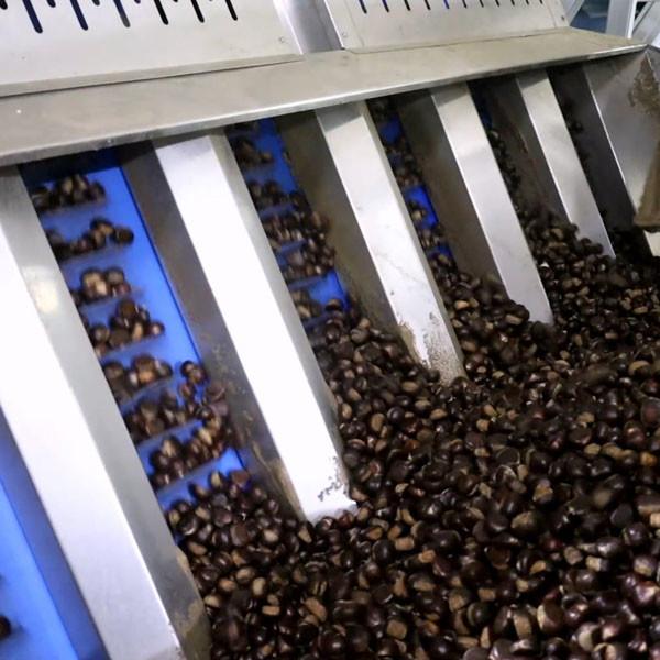Buy cheap 1500kg/H 6kW Chestnut Grader Sorter With High Sorting Accuracy Of 99.9% from wholesalers