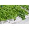 Buy cheap Plastic Multi Span Lettuce Greenhouse For Leafy Greens Cultivation from wholesalers