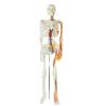 Buy cheap Full Size Anatomy Skeleton Model Chromatic Vessels Nerves 85cm from wholesalers