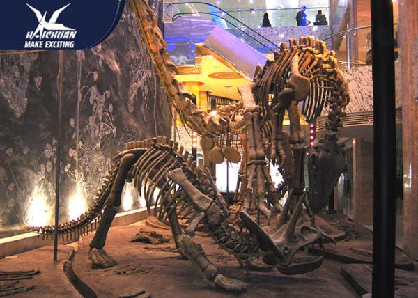 Buy cheap Durable Fiberglass Life Size Dinosaur Skeleton / Dinosaur Fossil For Kids Educational from wholesalers