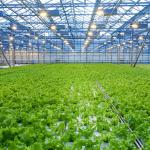 Agricultural Hydroponic System Multi-Span Venlo Glass Greenhouse Customized
