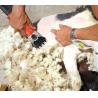 Buy cheap 690W Automatic Sheep Shearing Machine 220V Electric Wool Shears from wholesalers