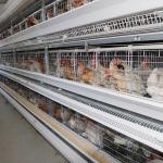 Buy cheap A Type Layer Poultry Chicken Cage System Hot Galvanized Q235 Steel Wire Material from wholesalers