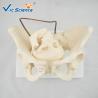 Buy cheap Educational Anatomical Skeleton Model VIC-127 Birth Demonstration Model Medical from wholesalers