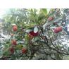 Buy cheap Bayberry bark Extract, Myrica rubra extract, CAS No: 529-44-2, natural ingredient Myricetin from wholesalers