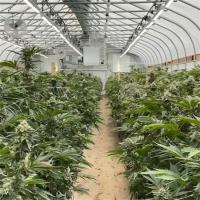 Buy cheap 100% Shade Net Tunnel Agriculture Black Film Light Deprivation Greenhouse product