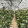 Buy cheap 100% Shade Net Tunnel Agriculture Black Film Light Deprivation Greenhouse Blackout from wholesalers